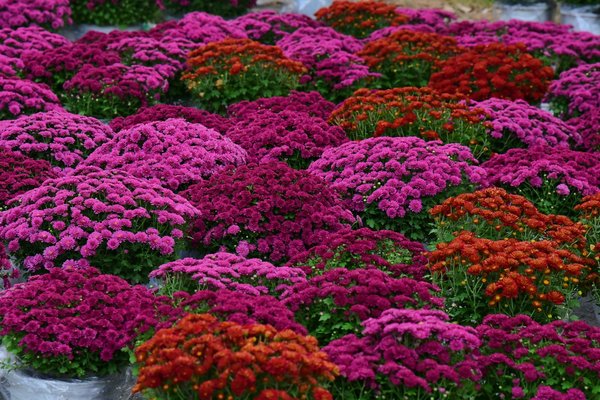 Découvrez les avantages de la pompe à chaleur air eau pour un chauffage vert