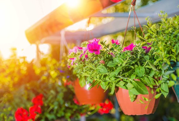 Comment le jardinage sur balcon peut améliorer votre mode de vie urbain ?