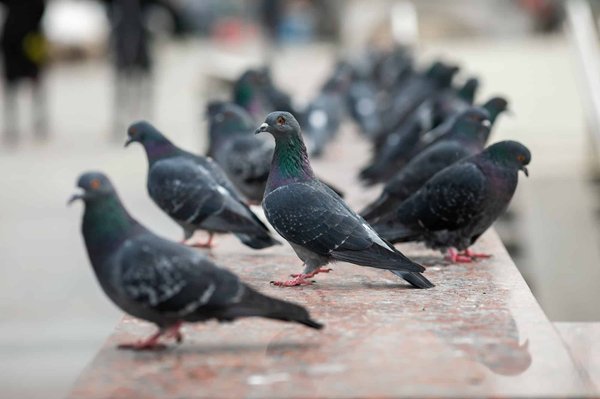 Les pics à pigeons : quelle est leur utilité et comment s'en servir ?