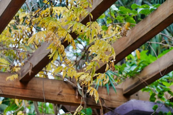 Pergola polycarbonate : résistance et design à prix usine