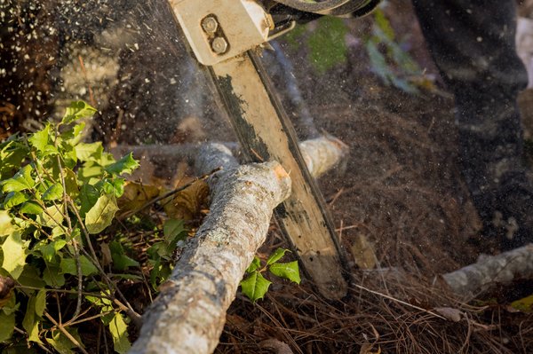 Prix abattage arbre : quel tarif pour quelle hauteur ?